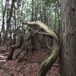 jouer et apprendre avec la forêt enchantée sur l'île de glamping