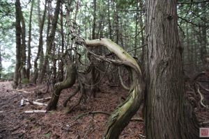 jouer et apprendre avec la forêt enchantée sur l'île de glamping