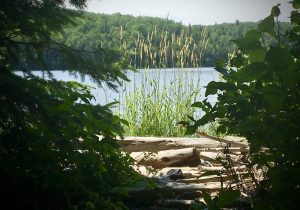 Bois de grève à l'île Farr pour jouer et apprendre